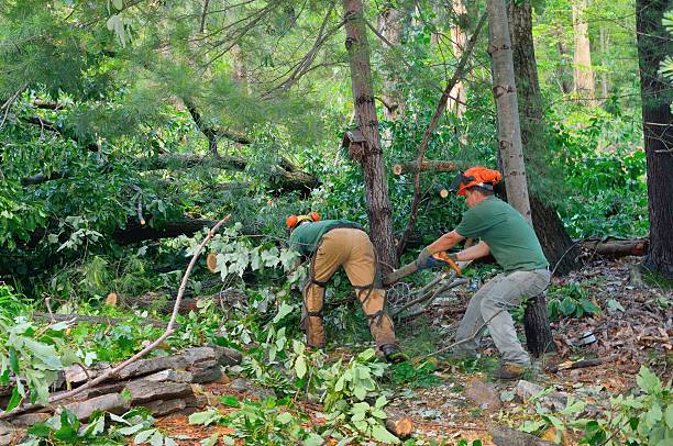 Best Commercial Tree Services  in USA